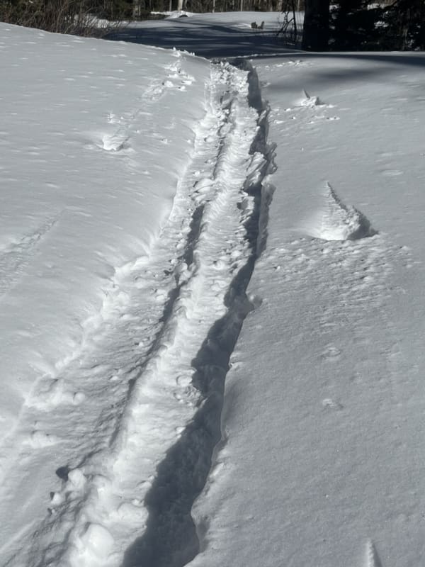Observation photo 17