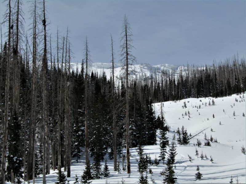 Observation photo 3