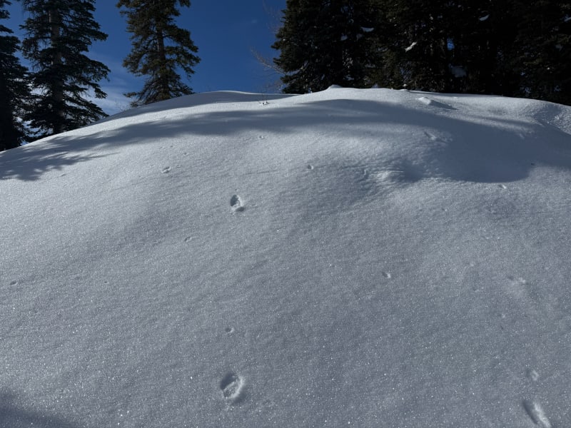 Observation photo 3