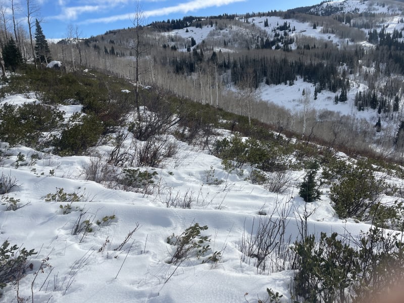 Observation photo 1