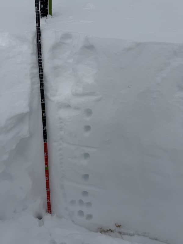Observation photo 1