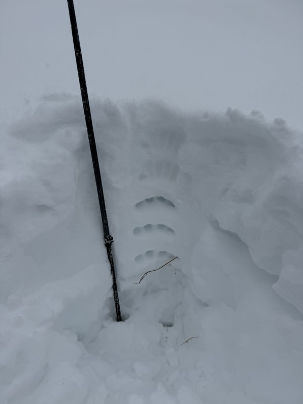 Observation photo 1