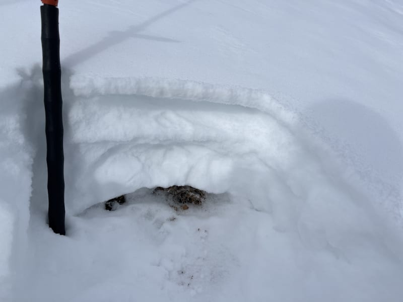 Observation photo 3