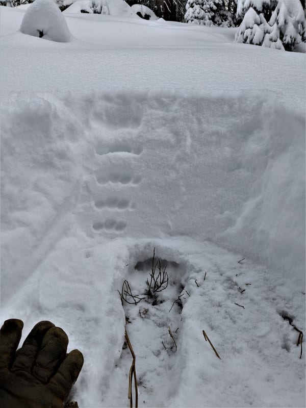 Observation photo 1