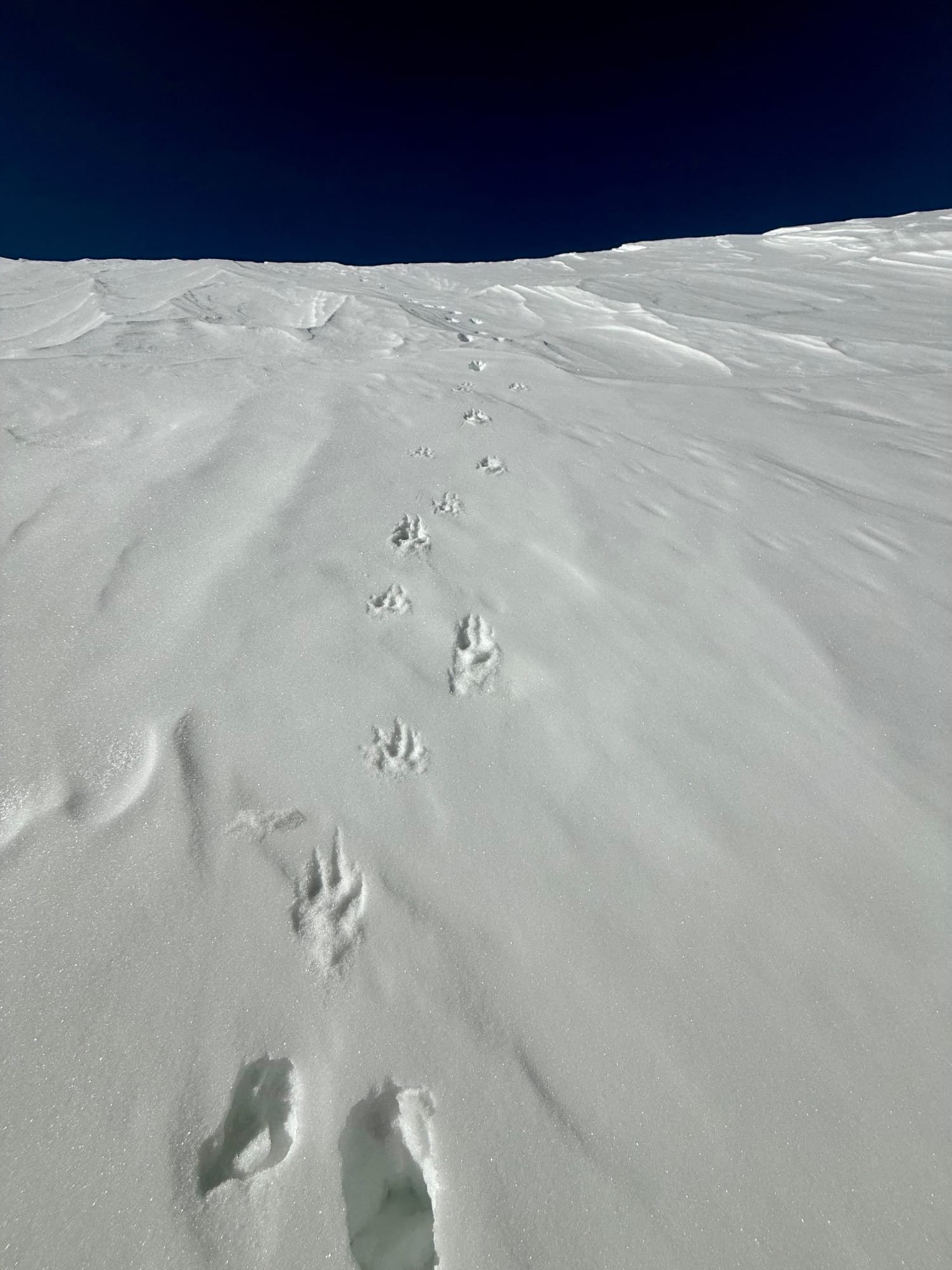 Observation photo