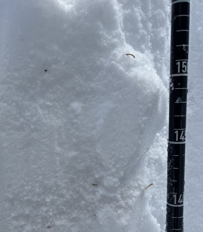 Observation photo 2