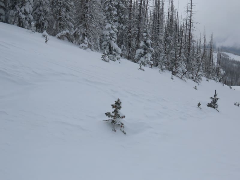 Observation photo 4