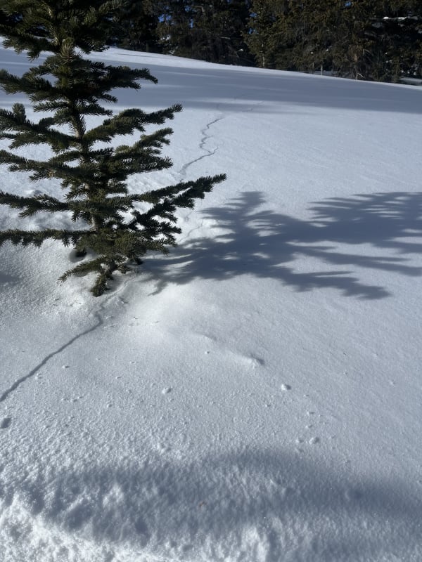 Observation photo 4