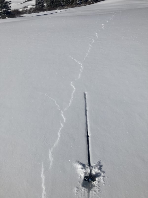 Observation photo 4