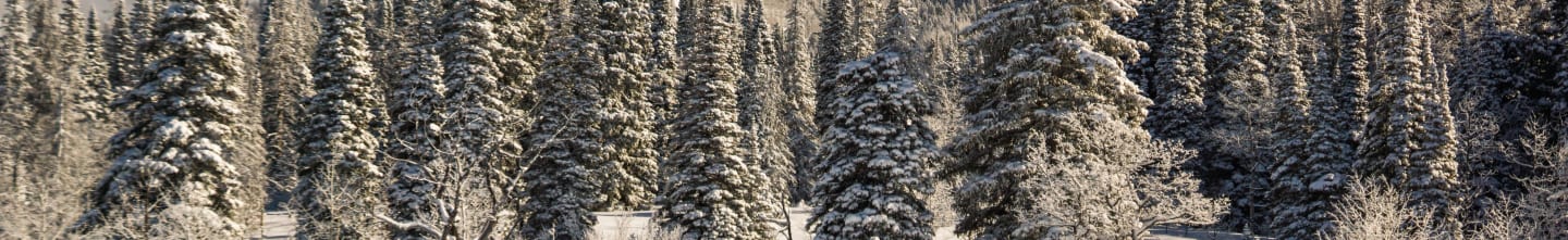 skier in snow walking towards a forest and mountains
