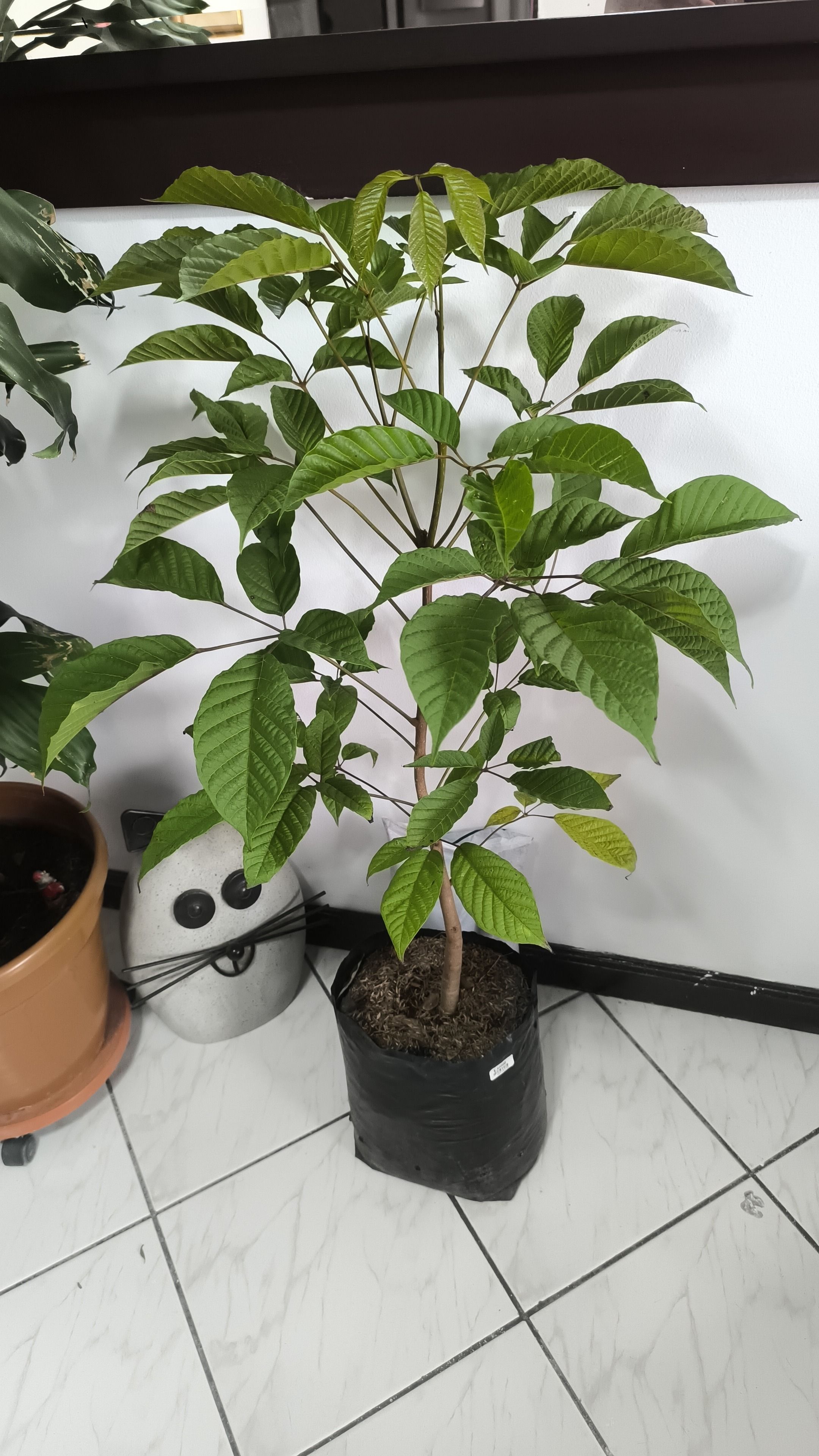Adquisición del material vegetal bajo la marca Redlap