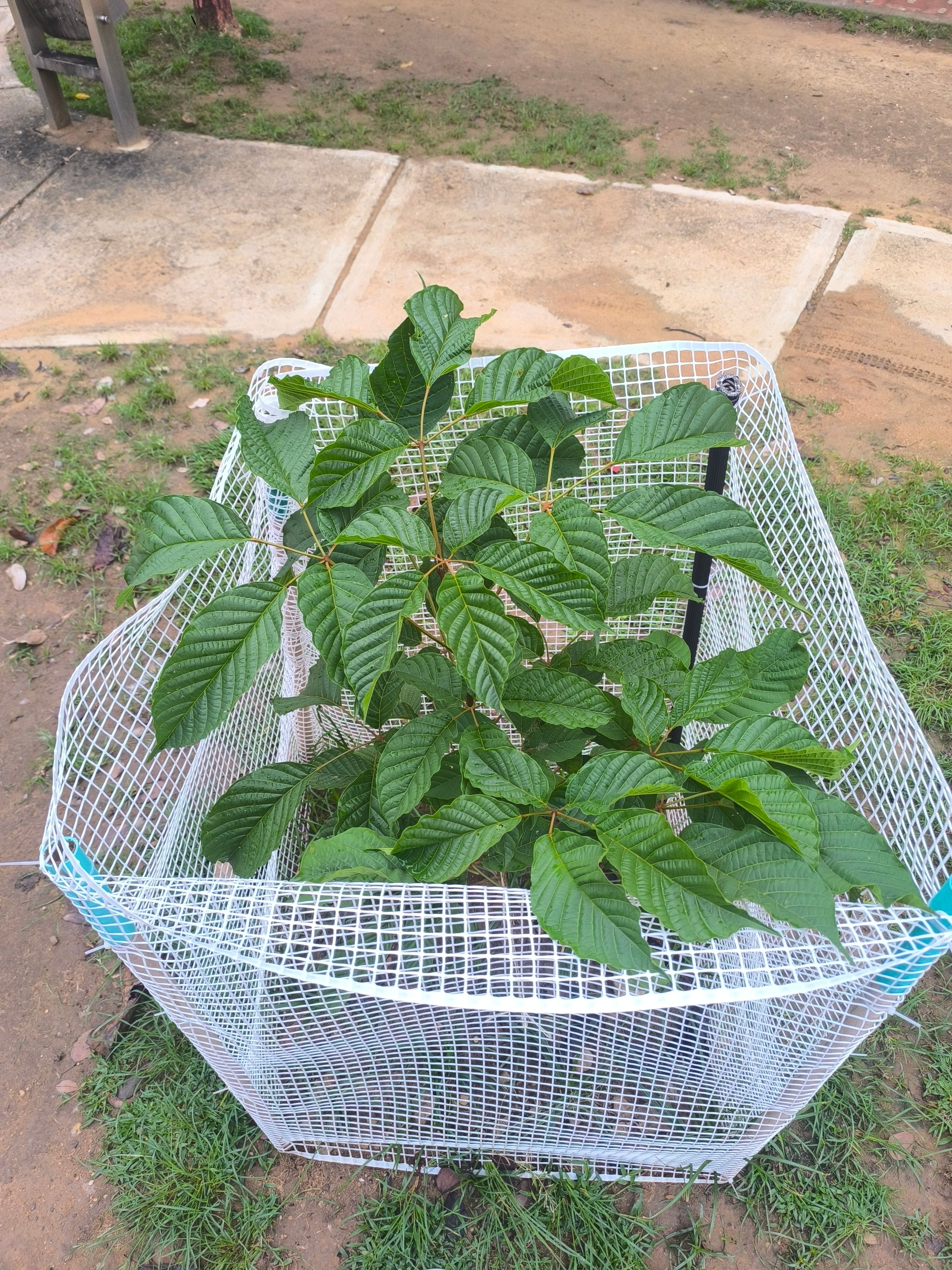 Estado de desarrollo foliar al primer mes de siembra