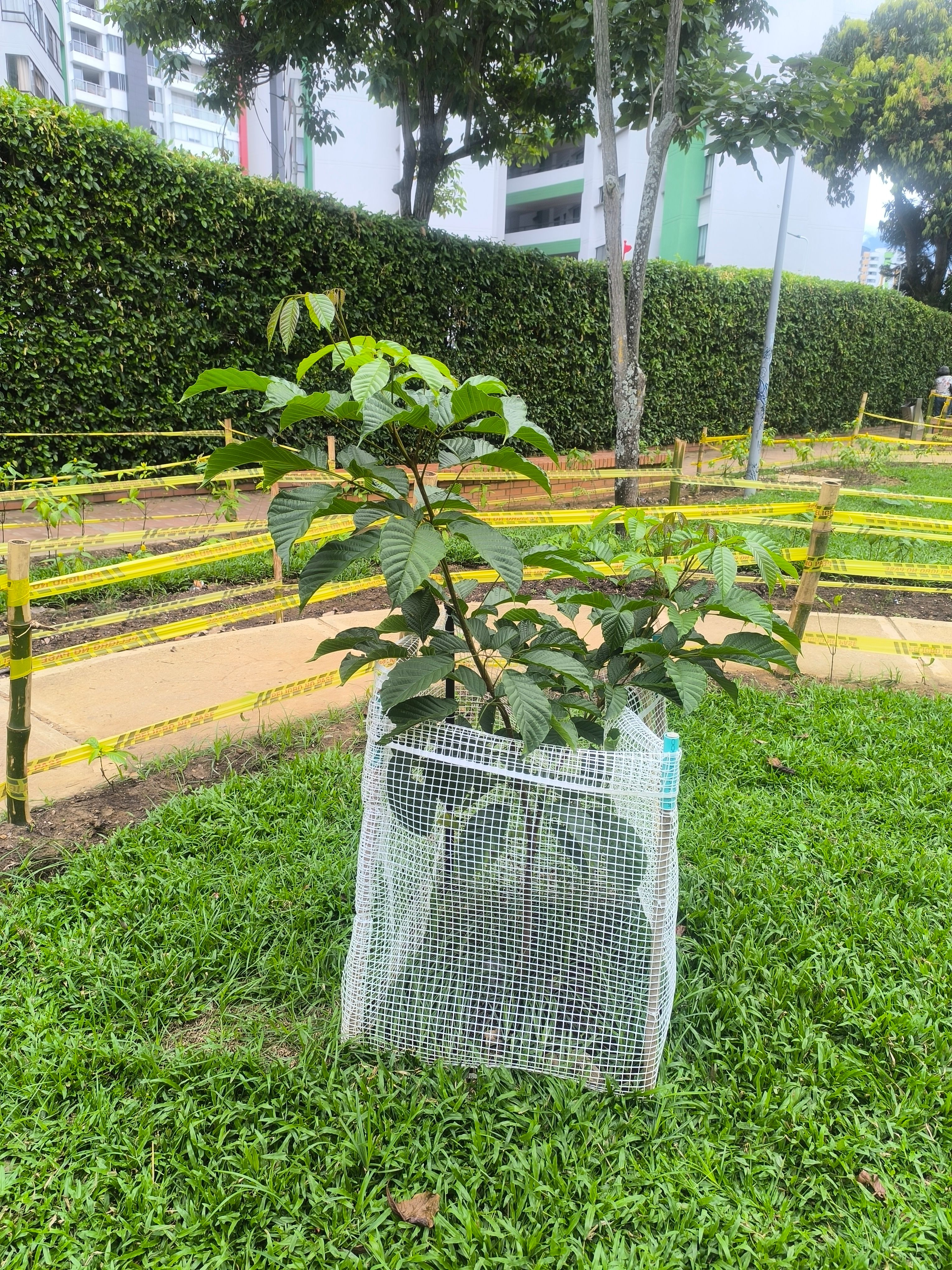 Monitoreo y estado del árbol a los 4 meses de edad