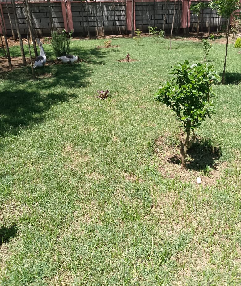 Compound 3
