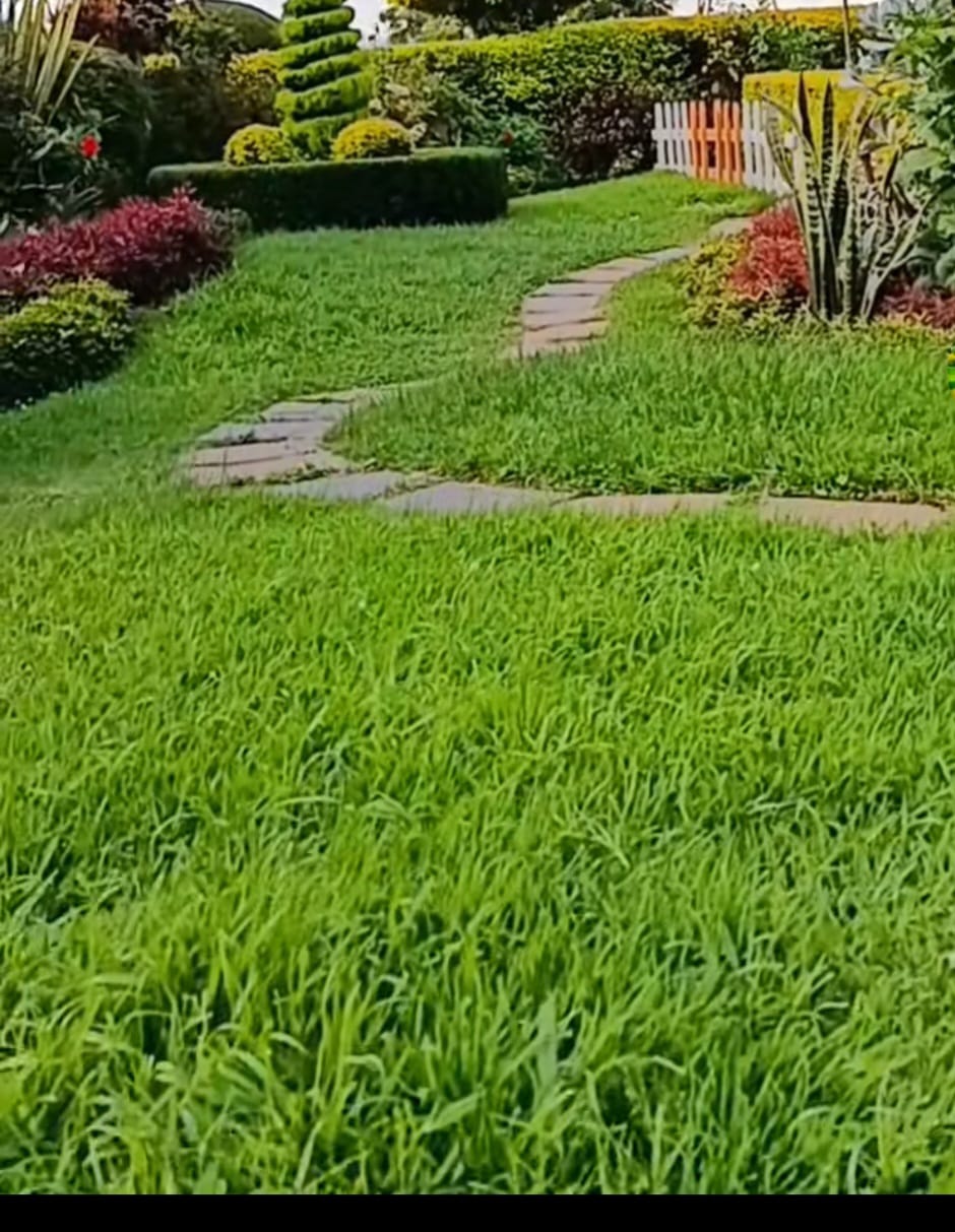Front Lawn