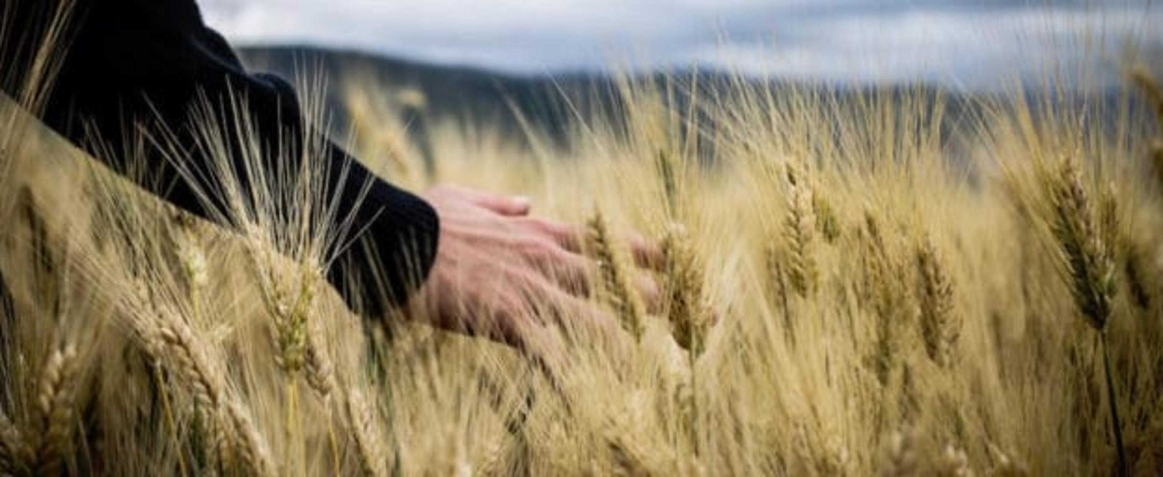 Agriculture Consultant
