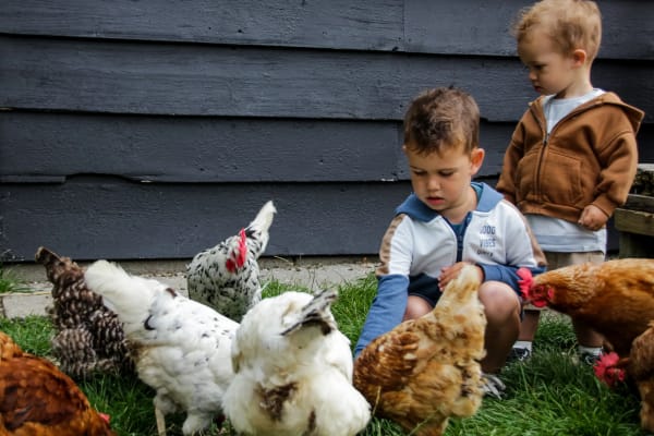 kinderen die de kippen eten geven op minicamping boogaard