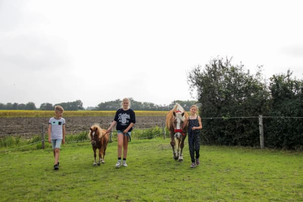Kinderen spelen met paard op minicamping boogaard