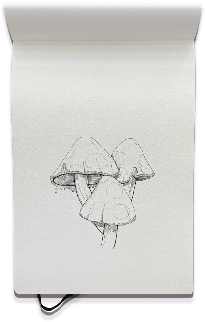 Summer Sketches