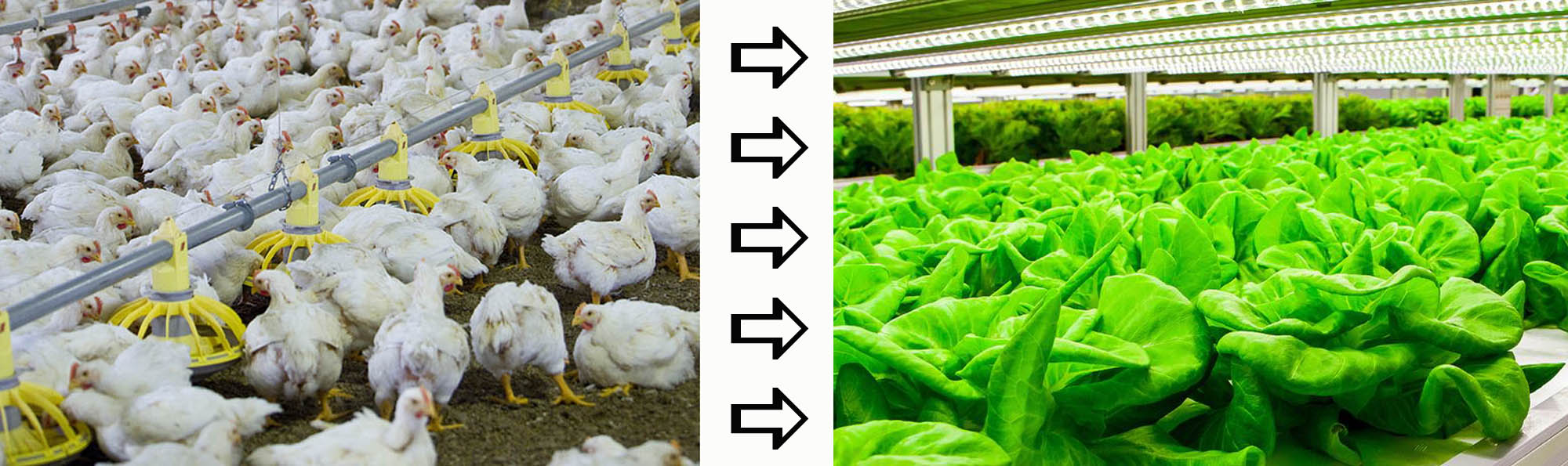 Broiler to Lettuce