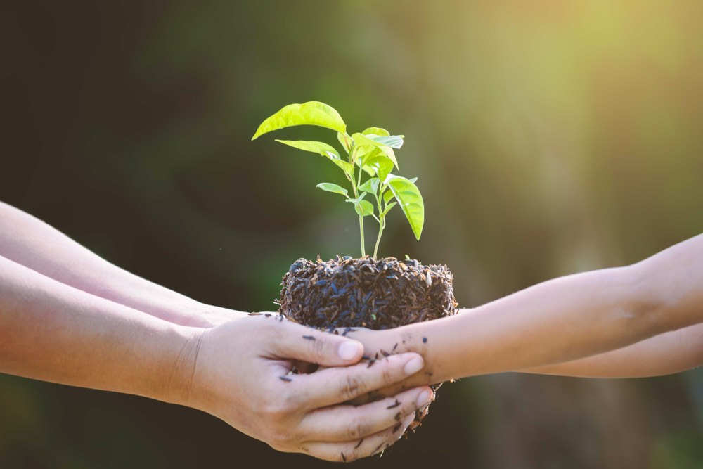 Human hands passing a seedling over