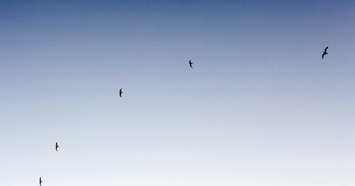 Linux Bitten by Second Major Vulnerability: Urgent Patches Needed