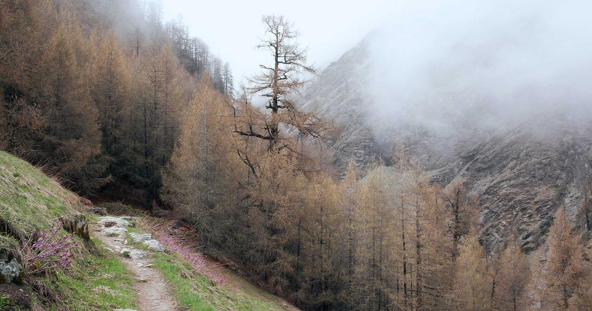Nikon Zf's mechanical dials are failing due to dust, impacting usability and highlighting the engineering compromise between retro feel and environmental resilience.