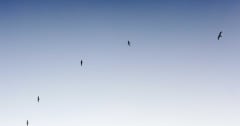Linux Bitten by Second Major Vulnerability: Urgent Patches Needed