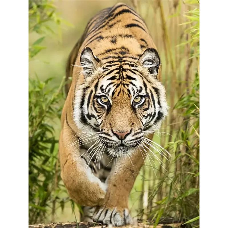 Peinture au Numéro — Tigre à l'affût dans les bambous