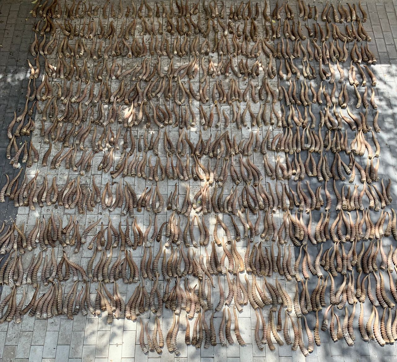 160 кг (845 даана) ашык сайгак  мүйүздөрүн контрабандалык жол менен ташуу иштерине бөгөт коюлду