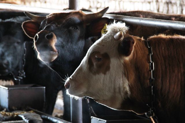 Чүйдө мал уурдоого шектелген жарандар кармалды