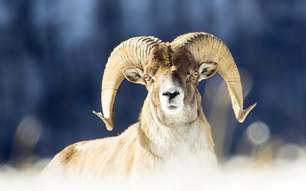 Жапайы жаныбарларга зыян келтиргендерге айып пулдар жогорулады