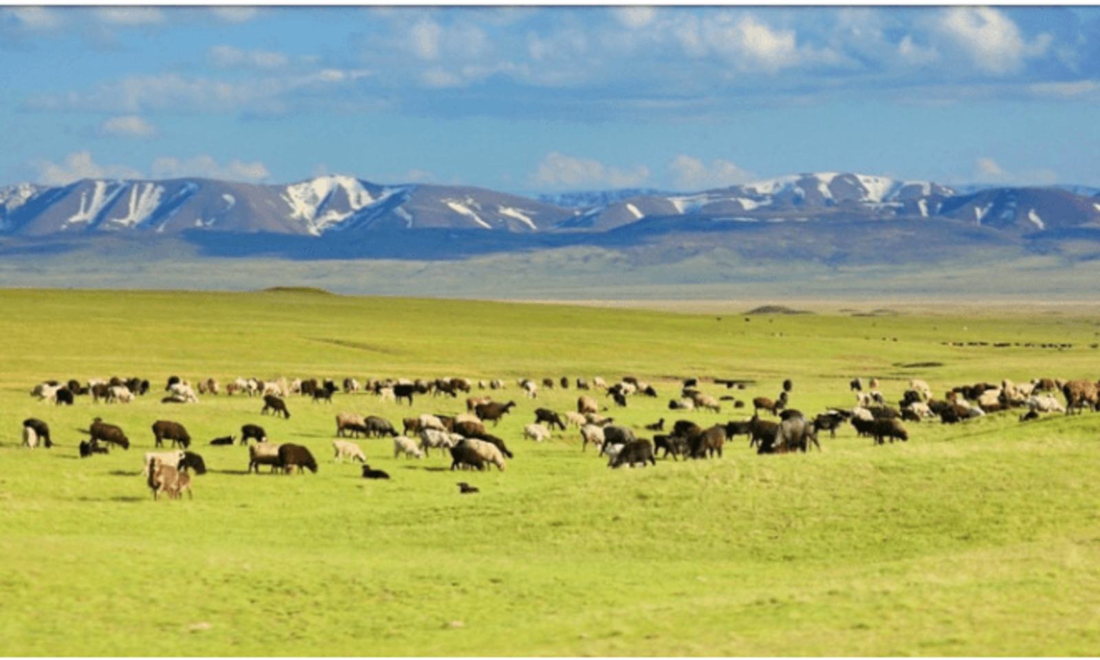 Жайыт жерлеринде автоунаа жана техникаларды айдоого тыюу салынганы эскертилди