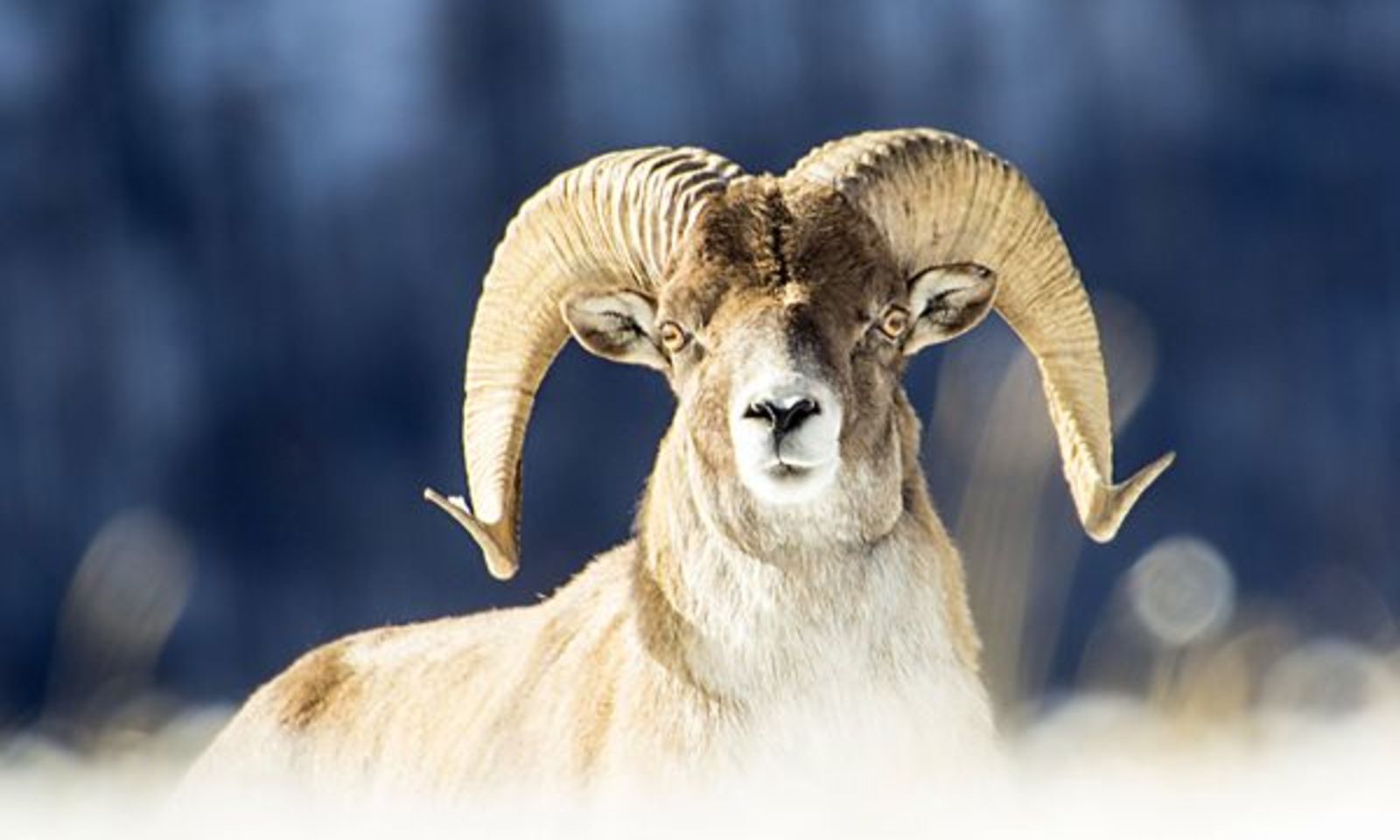 Жапайы жаныбарларга зыян келтиргендерге айып пулдар жогорулады