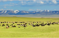 Жайыт жерлеринде автоунаа жана техникаларды айдоого тыюу салынганы эскертилди