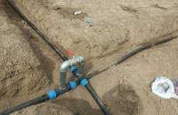 Ноокатта 10 гектар жерге жаңы сорттогу алма жана кокон гилас көчөттөрү тигилүүдө