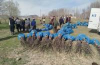 Тогуз-Тородо тургундарга 6 миң көчөт бекер таратылды