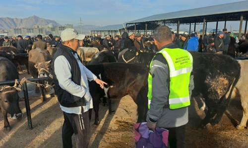 Караколдогу мал базарда дезинфекция жүргүзүлдү