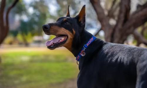 Бишкекте жашы жете элек балага иттер кол салган окуя боюнча жагдайлар такталууда.