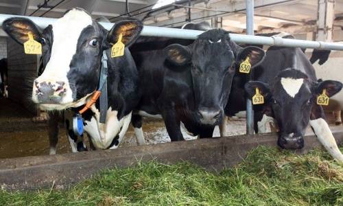 Кызыл-Кыя: Ак-Булак айылындагы мал союучу жайга мониторинг жүргүзүлдү