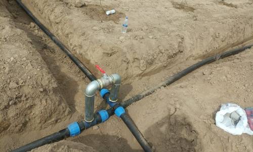 Ноокатта 10 гектар жерге жаңы сорттогу алма жана кокон гилас көчөттөрү тигилүүдө