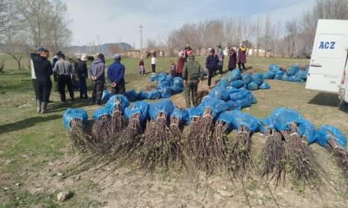 Тогуз-Тородо тургундарга 6 миң көчөт бекер таратылды