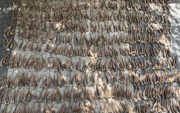 160 кг (845 даана) ашык сайгак  мүйүздөрүн контрабандалык жол менен ташуу иштерине бөгөт коюлду