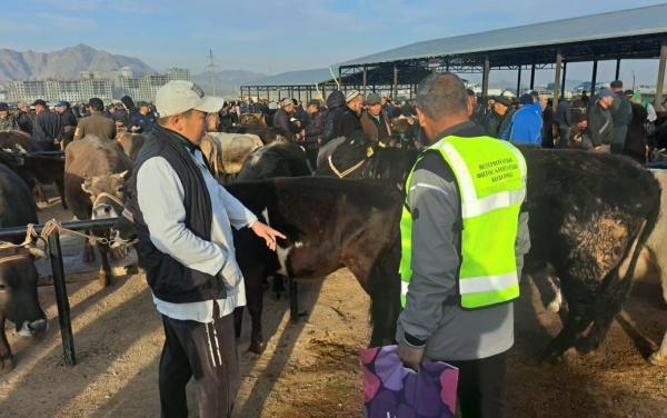 Караколдогу мал базарда дезинфекция жүргүзүлдү