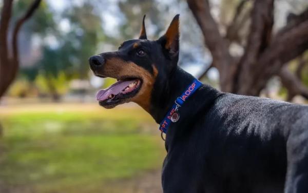 Бишкекте жашы жете элек балага иттер кол салган окуя боюнча жагдайлар такталууда.