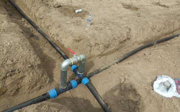 Ноокатта 10 гектар жерге жаңы сорттогу алма жана кокон гилас көчөттөрү тигилүүдө