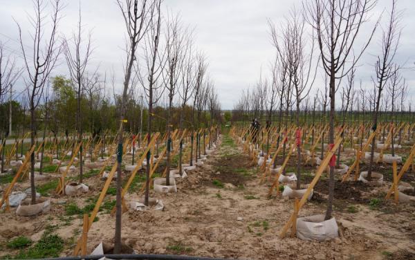 Үрөнчүлүк жана питомниктер үчүн арзандатылган насыя берилет