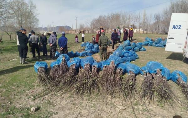 Тогуз-Тородо тургундарга 6 миң көчөт бекер таратылды