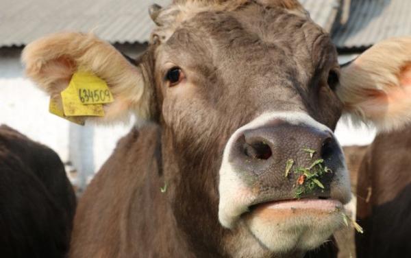 232 чарбалык субъектке асыл тукум статус ыйгарылды