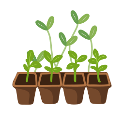 100 000 Seedlings per School (potential)